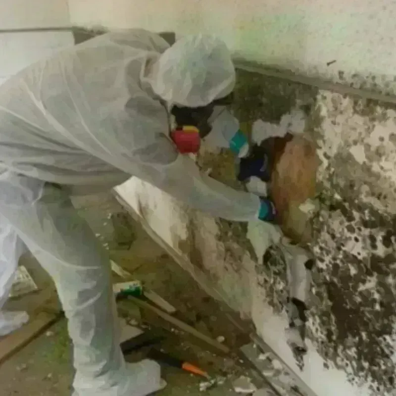 Mold Remediation and Removal in Loveland, CO